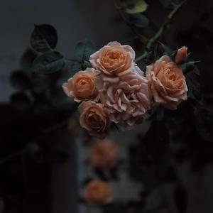 中文字幕AV久久激情亚洲精品
